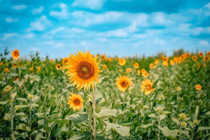 Fabio Rezende – Etapa de preparação do solo na Fazenda Vista Alegre, em Itu (SP